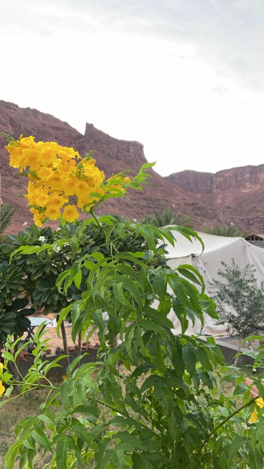 Villa Mountain House Al Ula Exterior foto